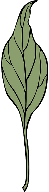 Leaf, Plant, Vine, Ivy, Vegetation, Herb, Drugs - Leaf (320x640), Png Download