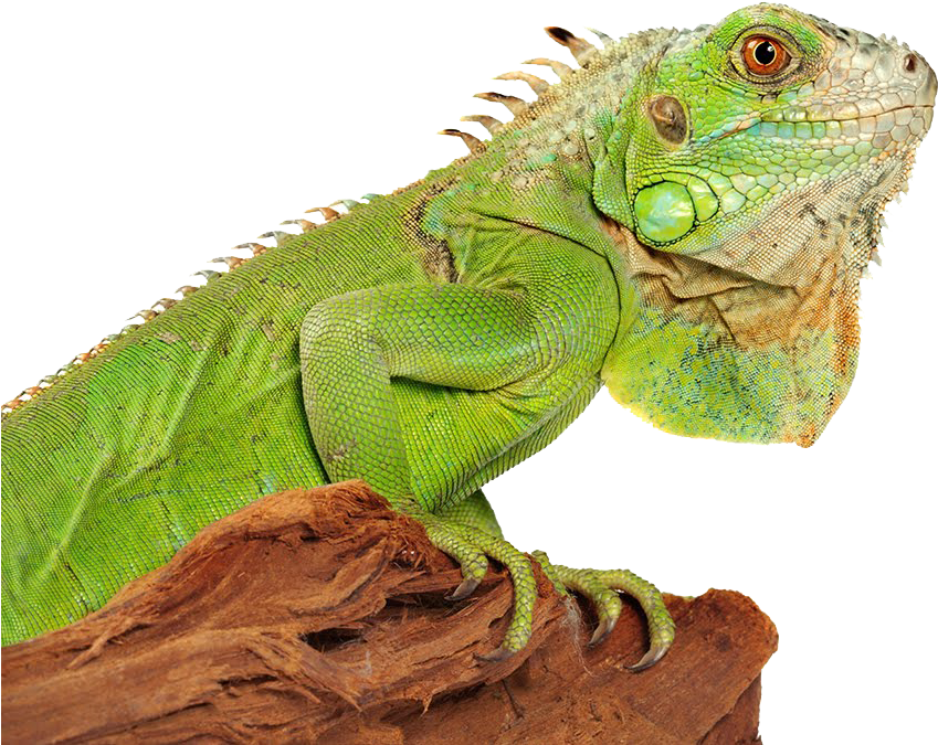 Iguana Png Photo - Iguana Png (1090x725), Png Download