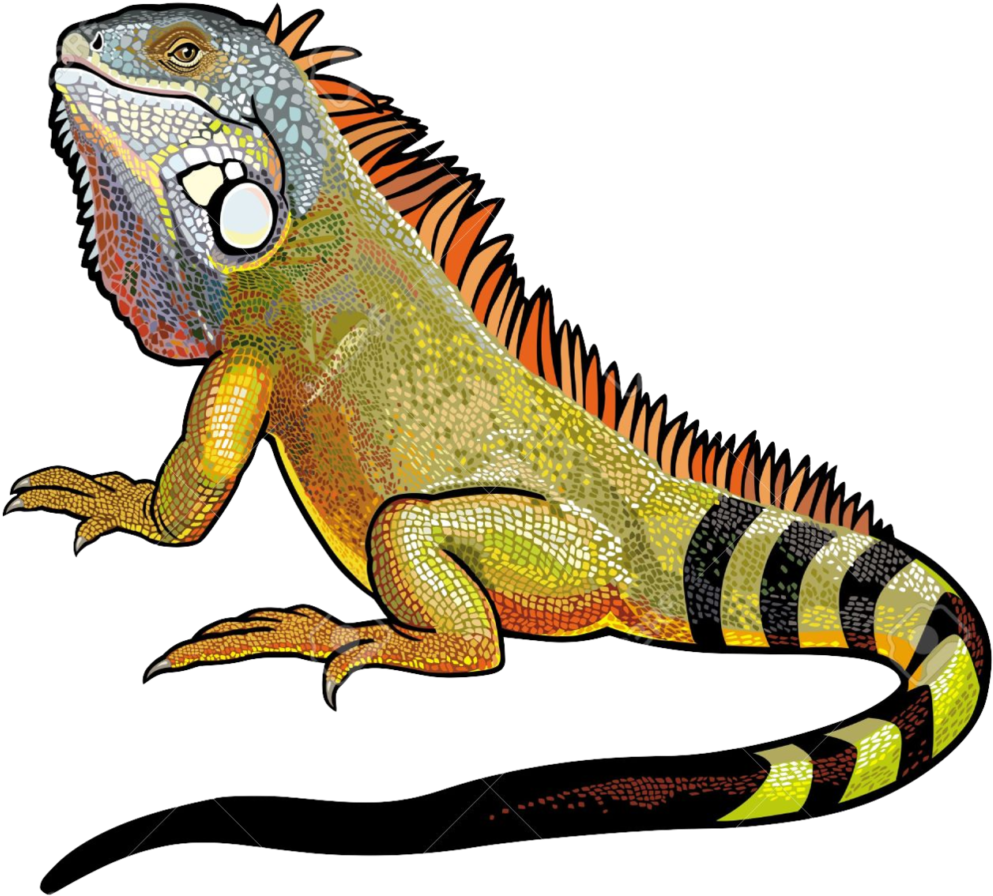 Download Amazing High-quality Latest Png Images Transparent - Iguana Png (1024x948), Png Download