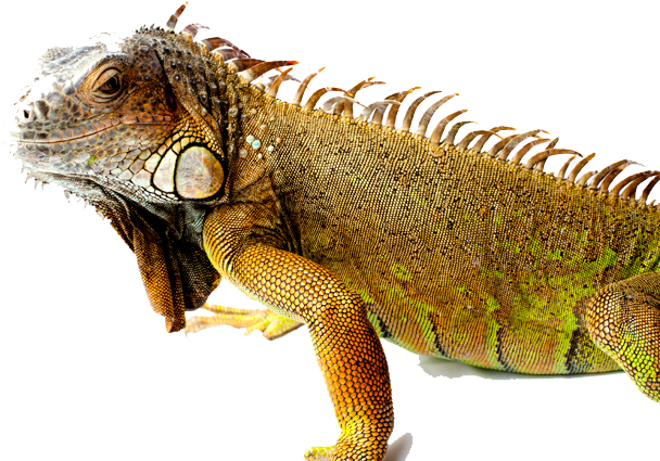 Iguana Png Picture - Iguana Transparent (650x433), Png Download