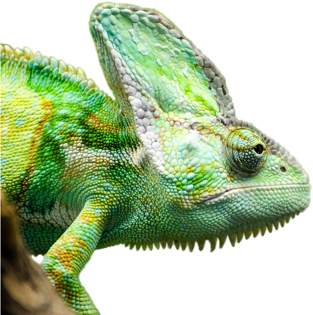 Iguana Png Transparent Picture - Reptils Png (960x635), Png Download