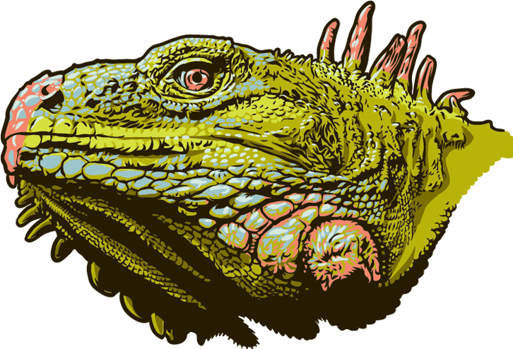 Illustration - Green Iguana (750x500), Png Download