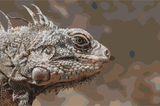 Reptile Eastern Collared Lizard Green Iguana Black - Common Iguanas (511x340), Png Download
