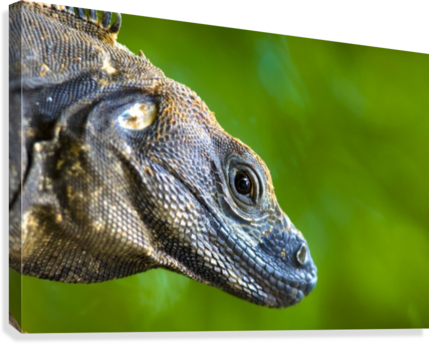 Lizard Canvas Print - Posterazzi Lizard (squamata) Posterprint 17.00 X 11.00 (429x344), Png Download