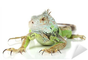 Green Iguana (400x400), Png Download