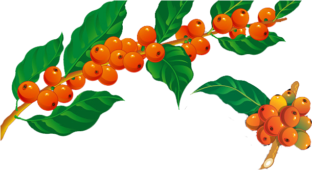 Futbol, Bouquets - Ramo De Cafe Png (640x350), Png Download