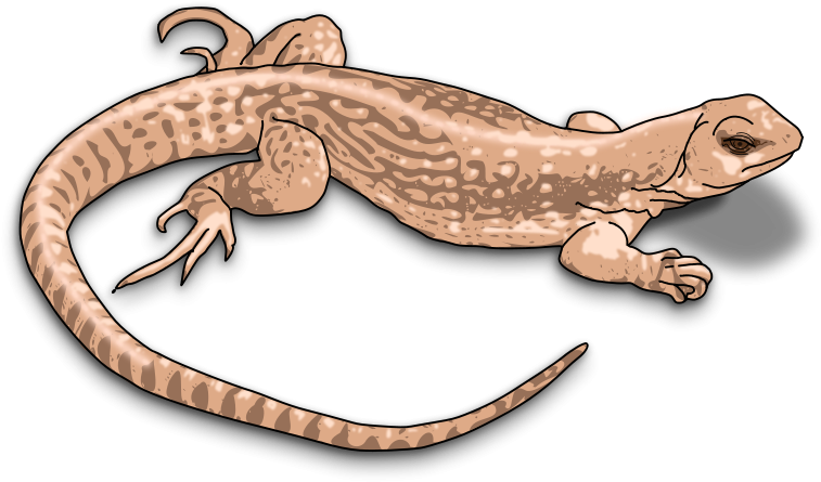 Iguana Clipart Desert Animal - Lizard Cliparts (800x566), Png Download