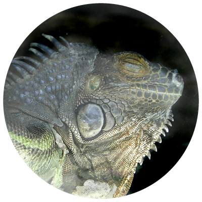 Green Iguana (400x400), Png Download