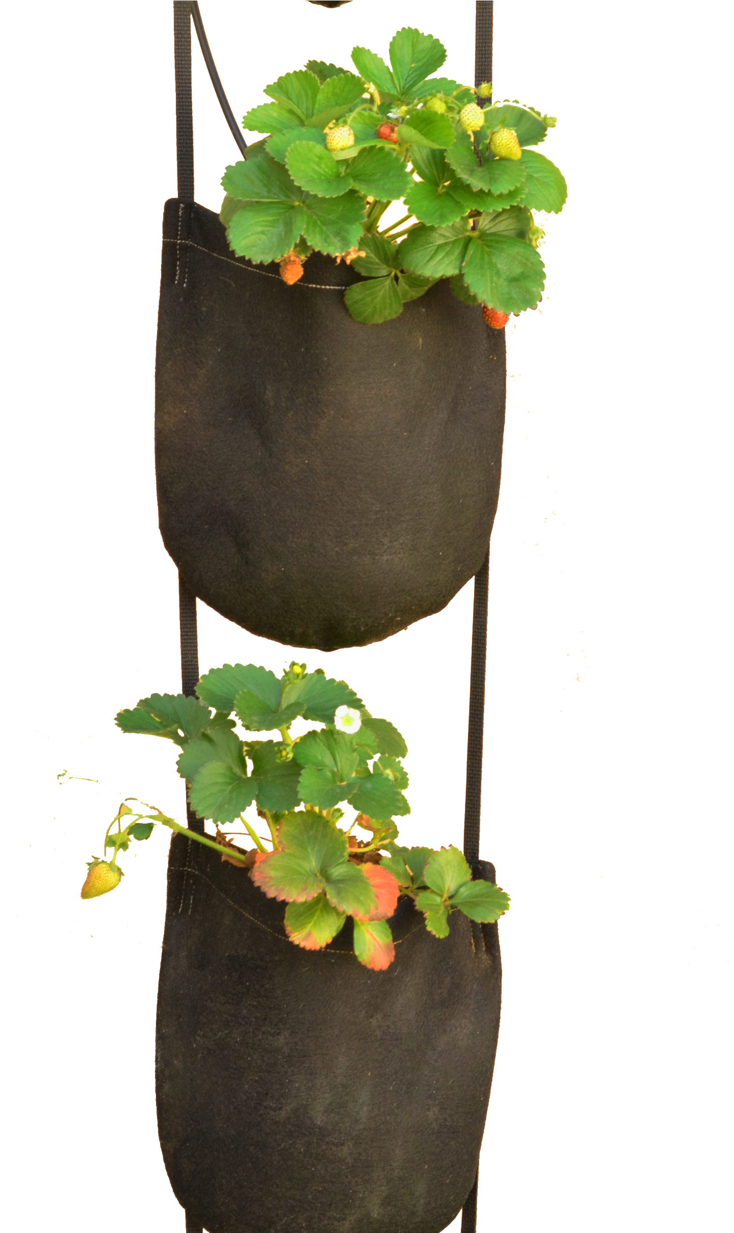 Geopot Specializes In Fabric Plant Pots - Hanging Plant Pots Png (1500x2417), Png Download