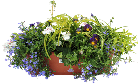 Choosing Annuals For Partial Sun - Perennials Png (600x300), Png Download