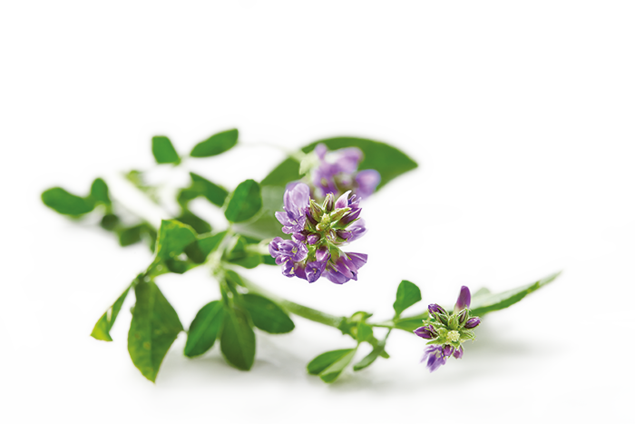 Related Png Images - Chlorophyll Es, Liquid (16 Fl. Oz.) - Nature's Sunshine (700x467), Png Download