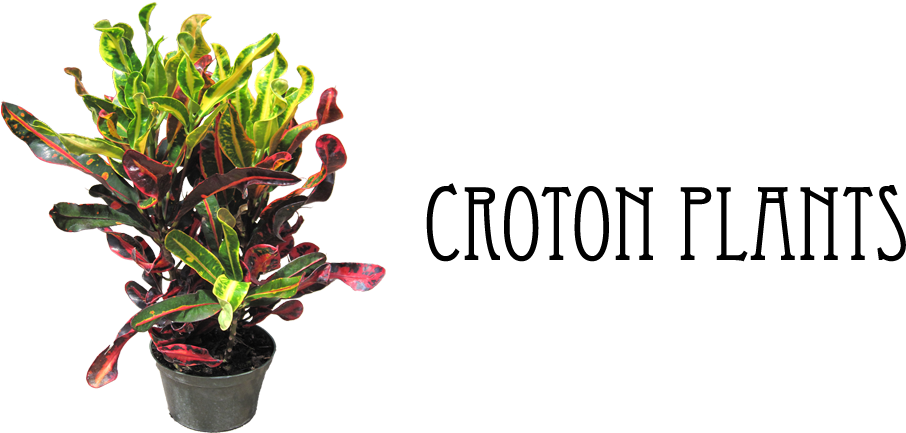 Flowering Plants - Hirt's Gardens Mamey Croton - 6" Pot - Colorful House (1000x440), Png Download