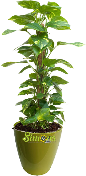 Plants - Money Plant For Office (454x588), Png Download
