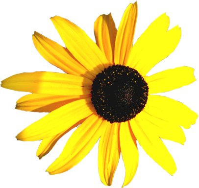 Hibiscus Flower Clip Art - Yellow And Black Flowers Png (413x395), Png Download