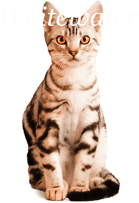 American Shorthair - American Shorthair Png (530x670), Png Download