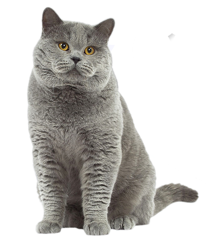 British Shorthair Cat - British Short Hair Gris (671x777), Png Download