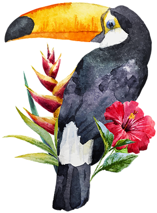 Toucan Watercolor (479x479), Png Download