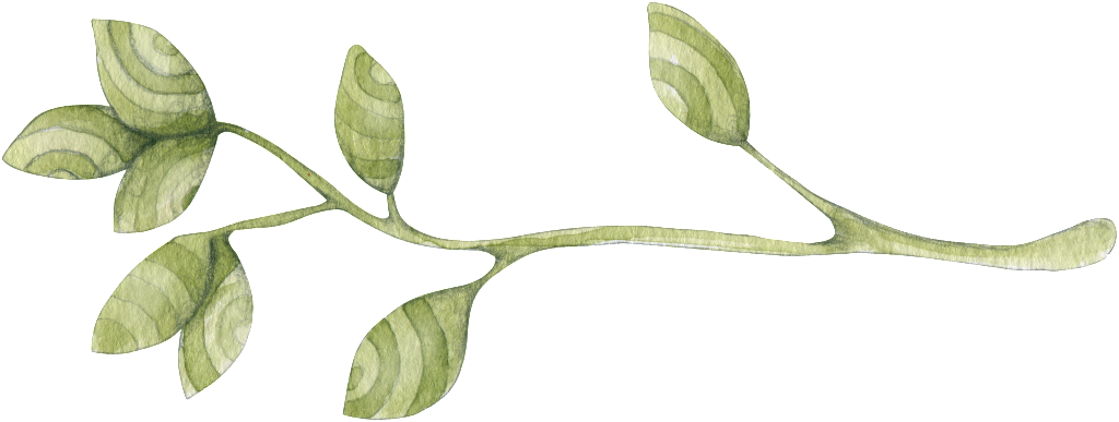 Texture Dry Branches Decorative - Acacia Greggii (1024x387), Png Download