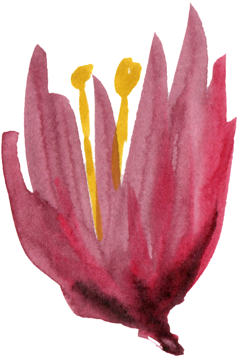 Dibujado A Mano Decoracion De Flores Pintado A Mano - Lily (1024x1485), Png Download