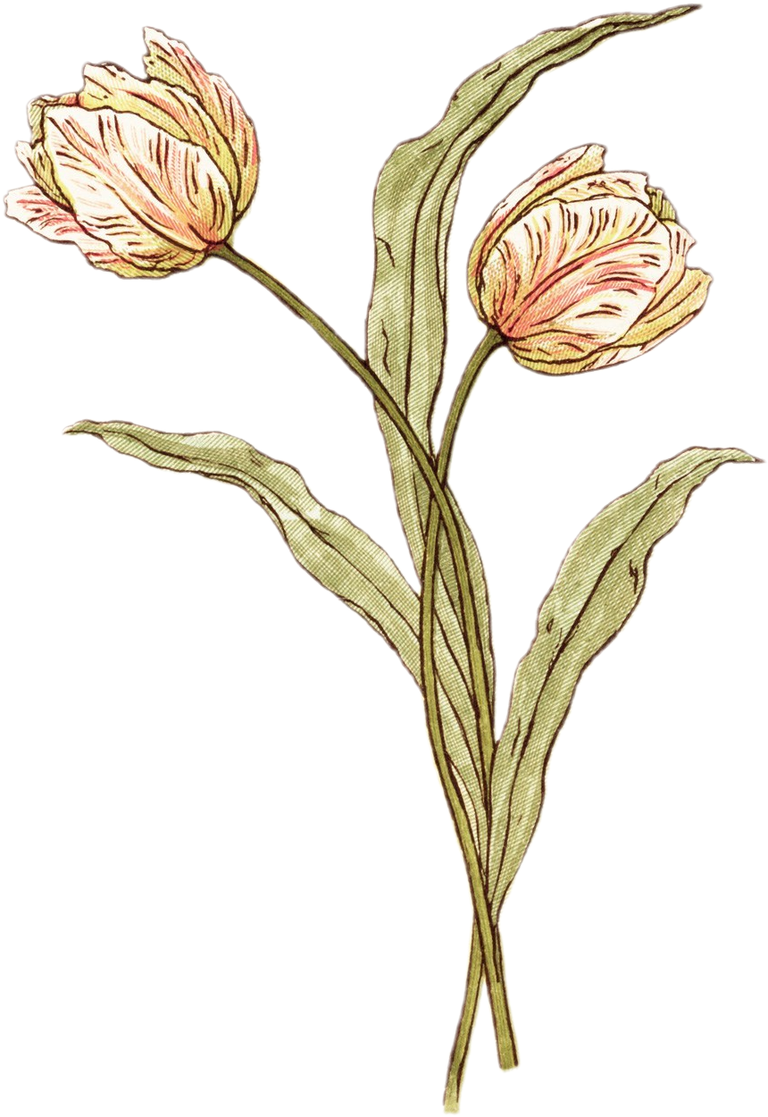 Kate Greenaway • Transparent - Kate Greenaway Flower (870x1266), Png Download