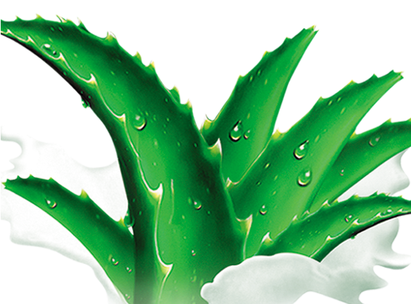 Aloe Clipart Agave - Agave Azul (591x591), Png Download
