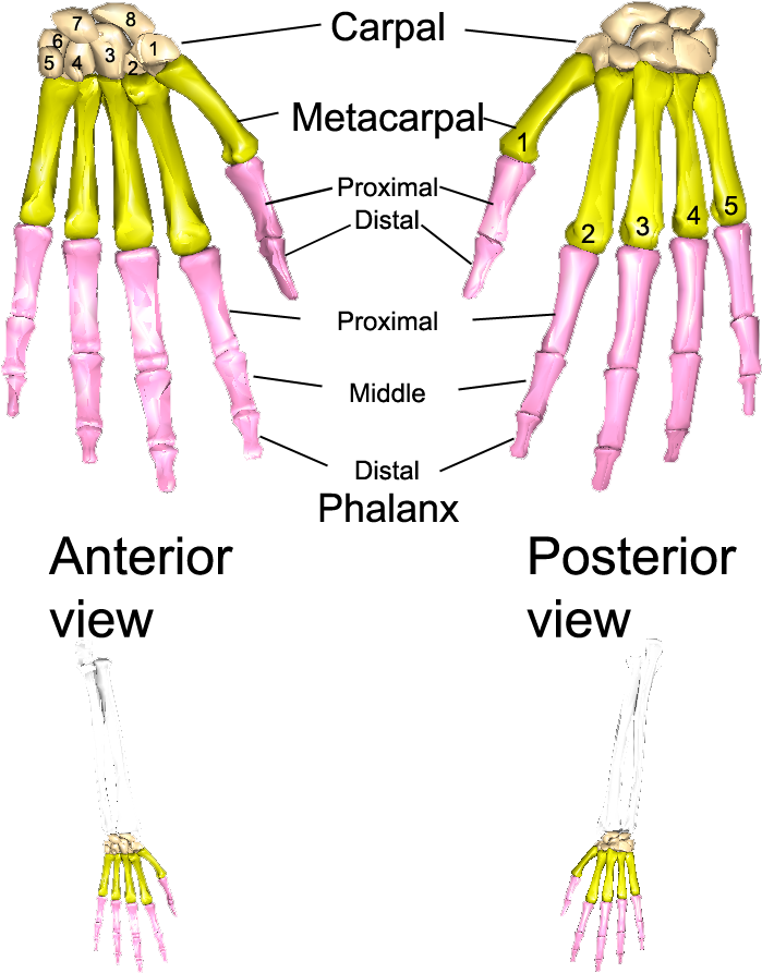 The Bones Of The Left Hand - Illustration (864x936), Png Download