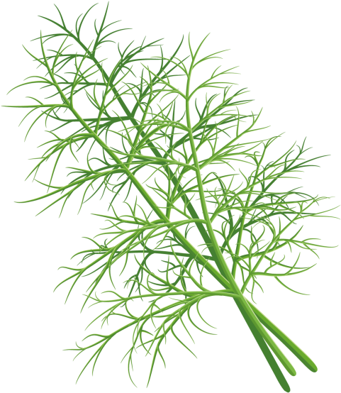 Dill - Grass (866x650), Png Download