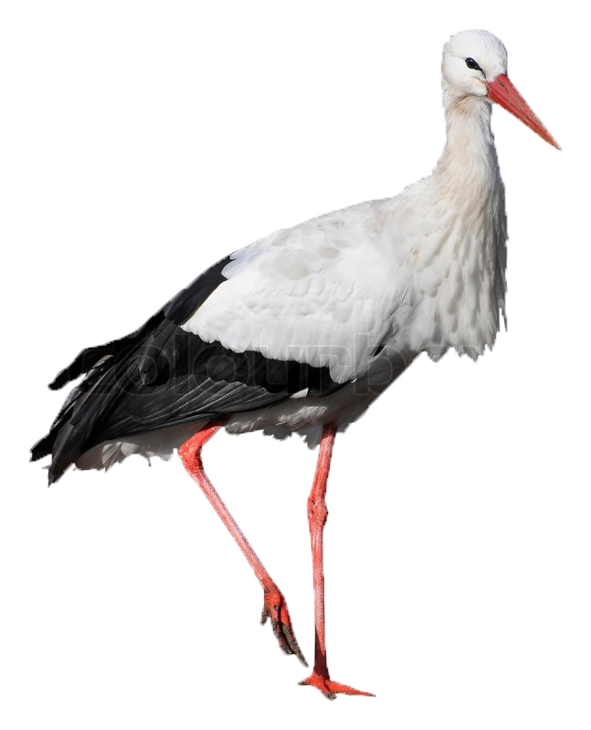Stork With White Background (647x800), Png Download