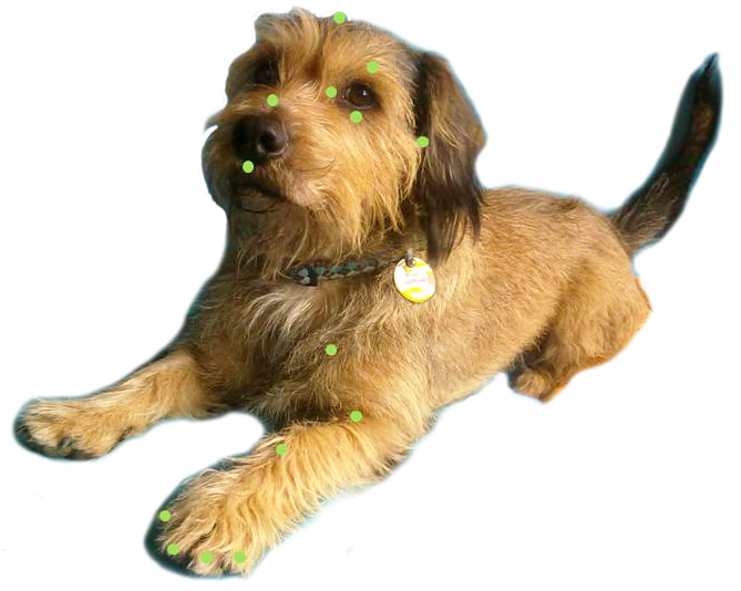 Imagenes Perro Gato Caballo (729x544), Png Download
