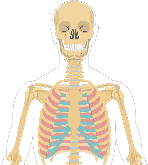 Internal Intercostals Origin And Insertion (1200x630), Png Download