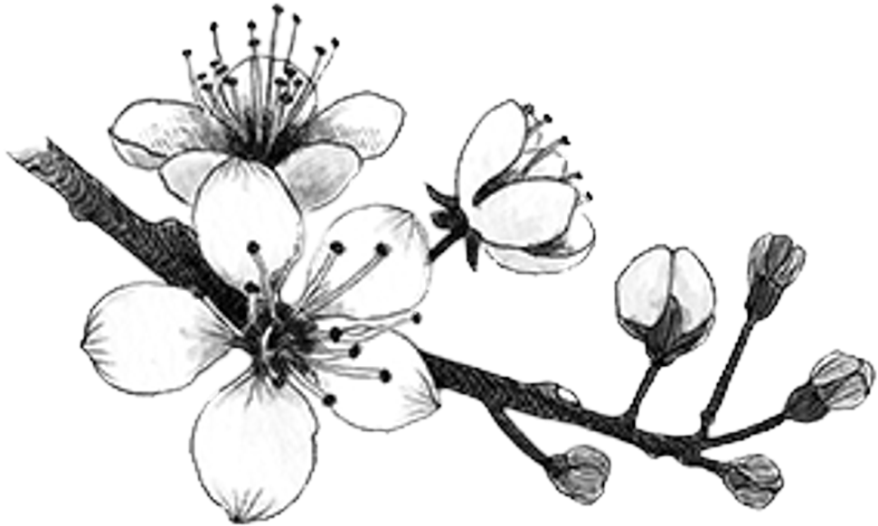 Blackandwhite Sticker - Cherry Blossom (1024x1024), Png Download