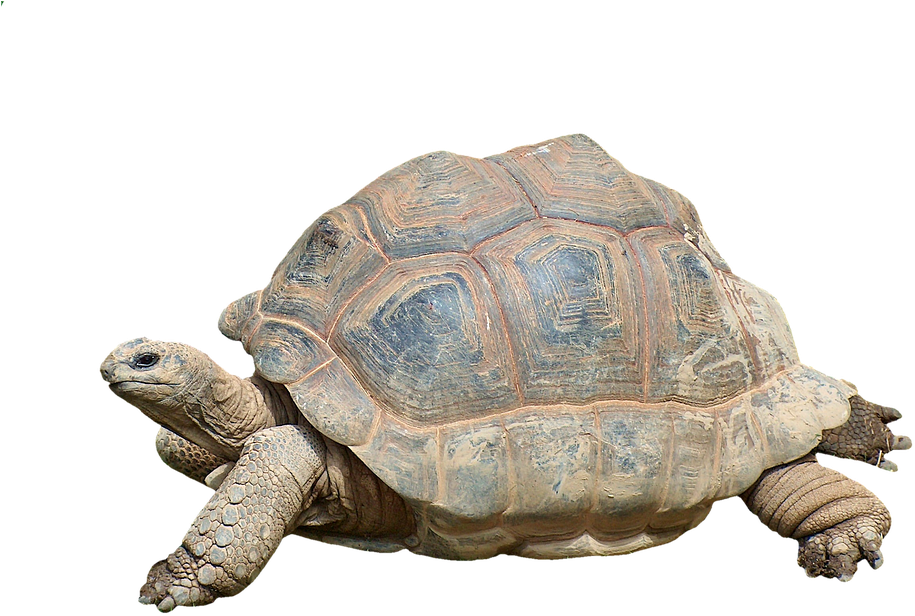 Turtle, Tortoise, Reptile, Giant Tortoise, Panzer, - Giant Turtle Png (960x697), Png Download