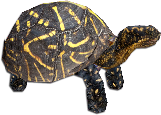 Florida Box Turtle (650x650), Png Download