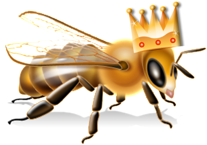 Queen Bee - Anatomie D Une Abeille (720x720), Png Download