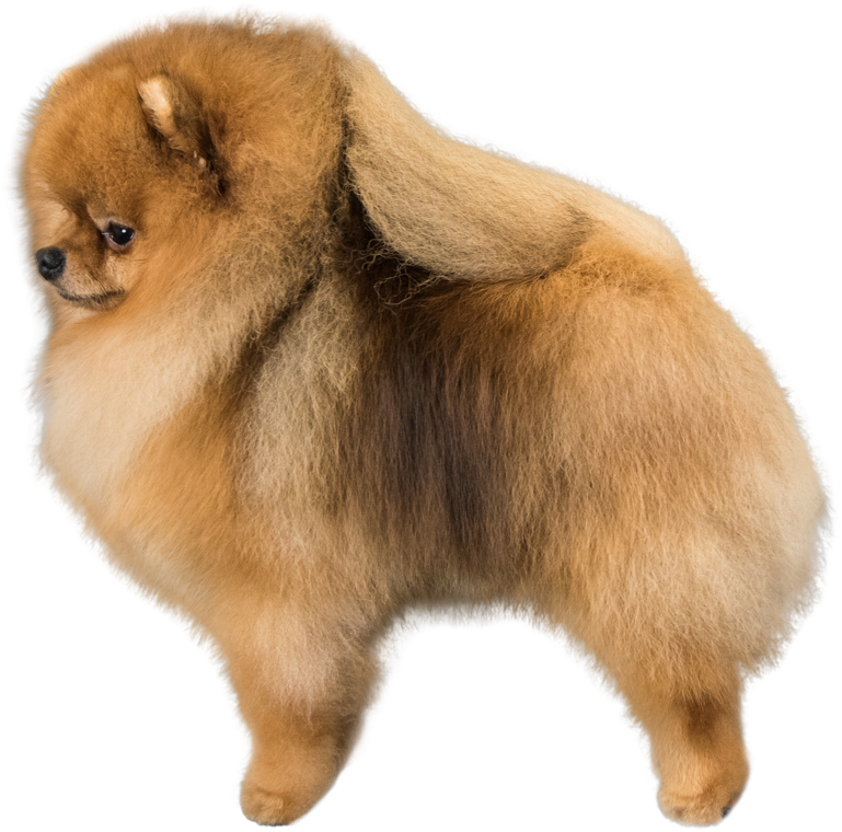 Pomeranian Png (881x1024), Png Download