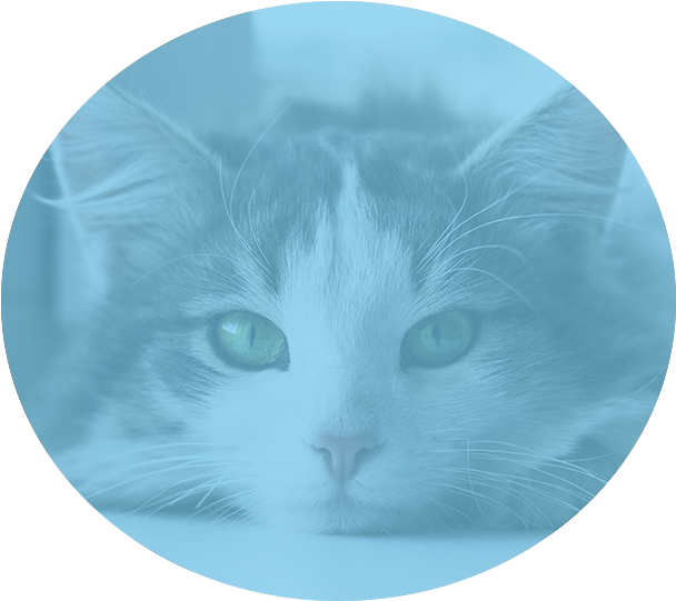Nutritional Counseling - Domestic Short-haired Cat (618x546), Png Download