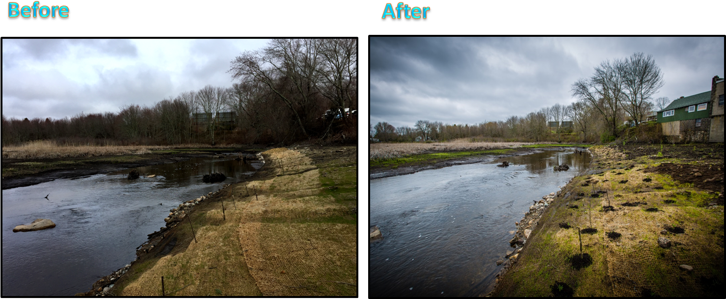 None Of This Would Have Been Possible Without The Hard-work - Tree (1499x636), Png Download