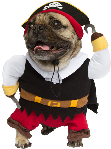 Dog Pomeranian Wearing Pirate Costume Photo Wp Dog - Dogs In Halloween Costumes Png (800x800), Png Download