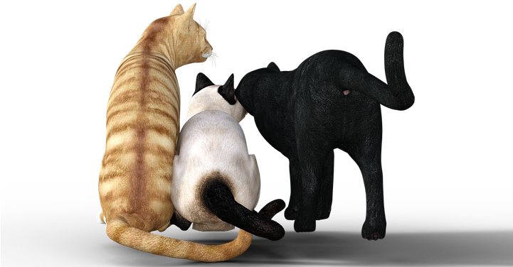 Cat, Mackerel, Graugetiegert, Kitten, Sneak, Cute - Tabby Cat (720x720), Png Download