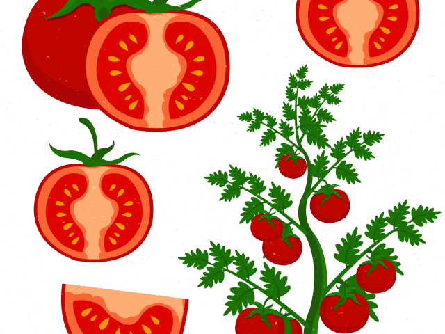Cherry Clipart Tomatoe - Cultivo De Tomate Dibujo (640x480), Png Download