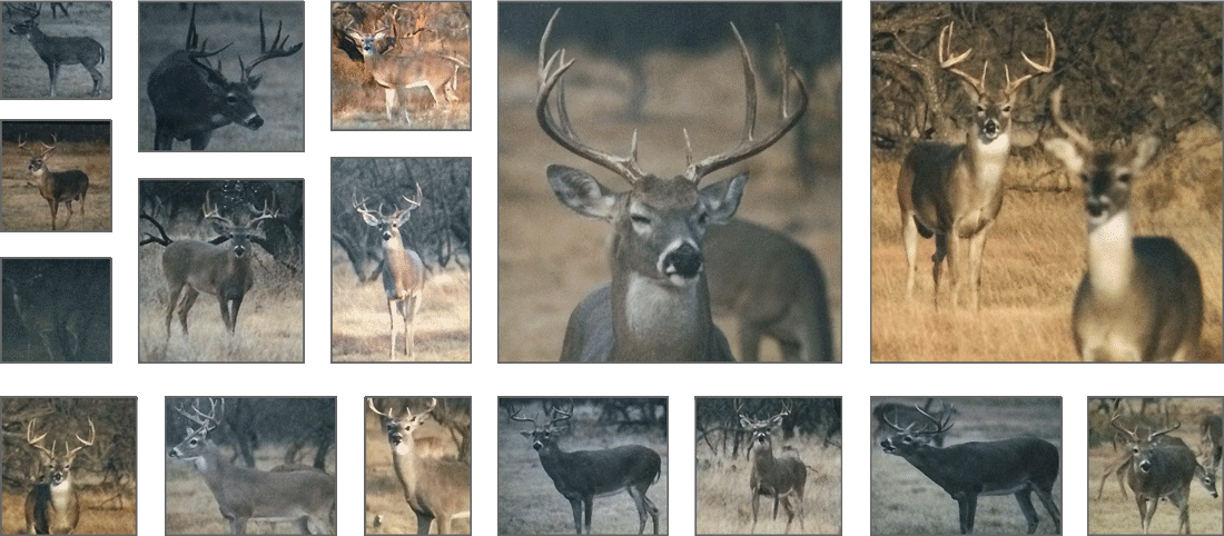 White-tailed Deer - Elk (1100x482), Png Download