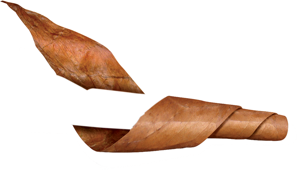 200 Cigars Rolled Per Day - Tobacco Leaf Cigar Png (1000x590), Png Download
