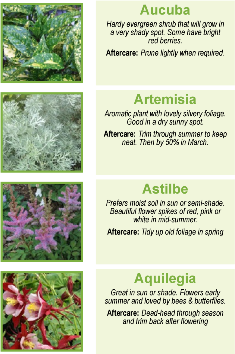 Aucuba Hardy Evergreen Shrub That Will Grow In A Very - Trillium (960x1362), Png Download