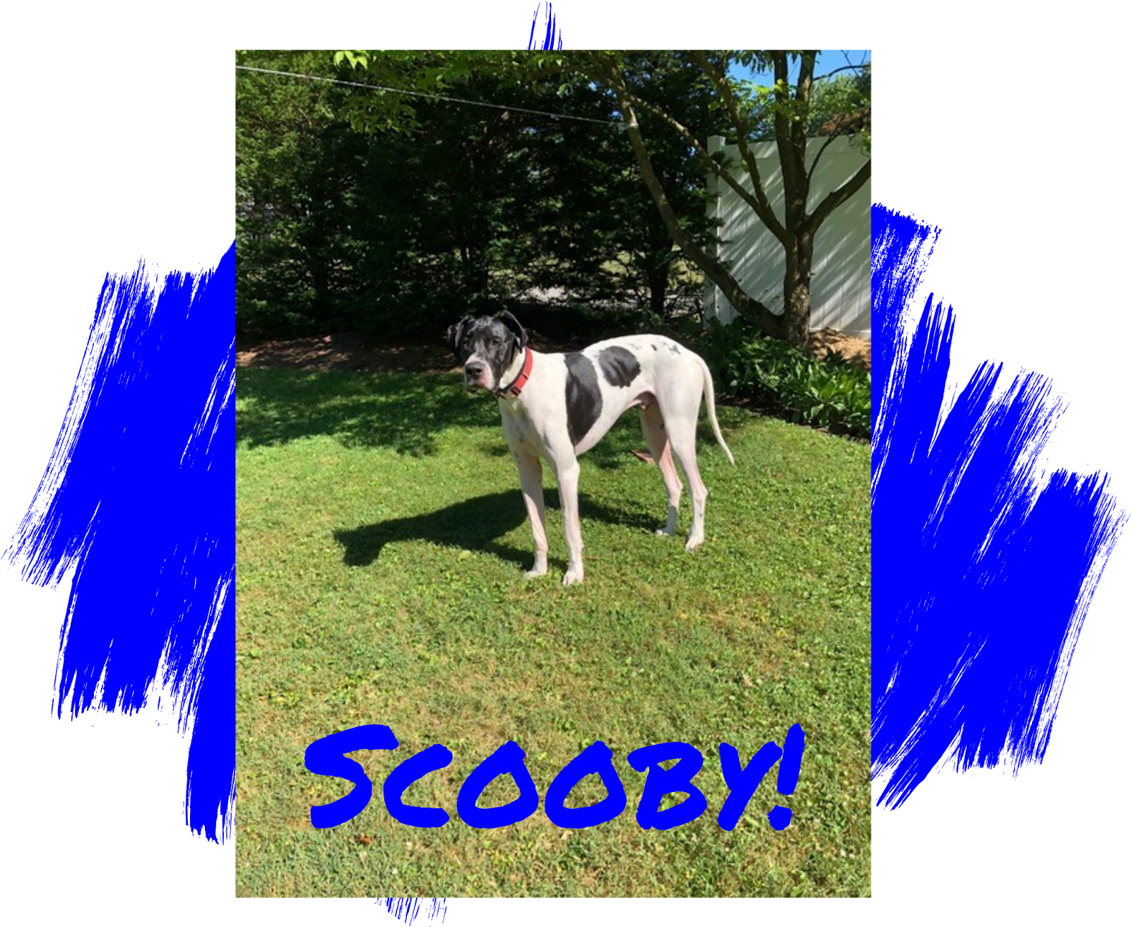 Photo Credit - M - Dog (1600x1600), Png Download