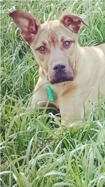 Donate To Petrescue - Companion Dog (638x638), Png Download