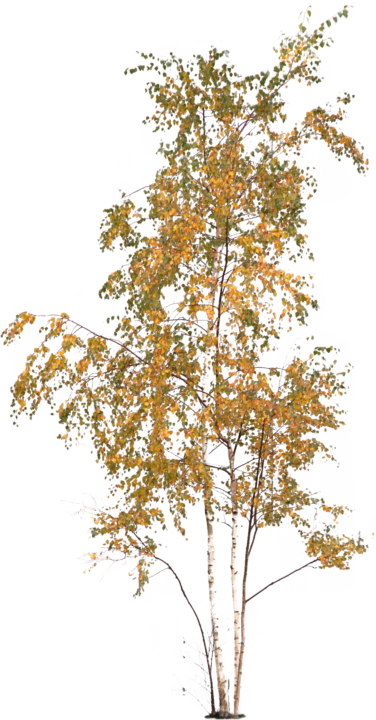 Autumn Tree - Via - Architextures - Download (1247x2386), Png Download
