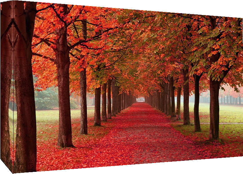 Autumn Trees Cotton Canvas Wall Art Picture - Autumn Trees (847x567), Png Download