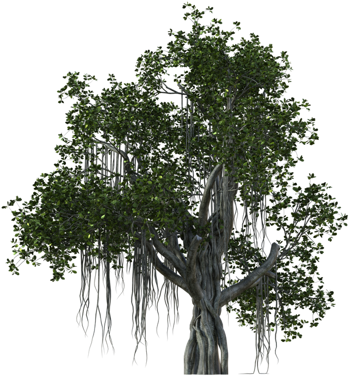 784 X 1019 1 - Pond Pine (784x1019), Png Download