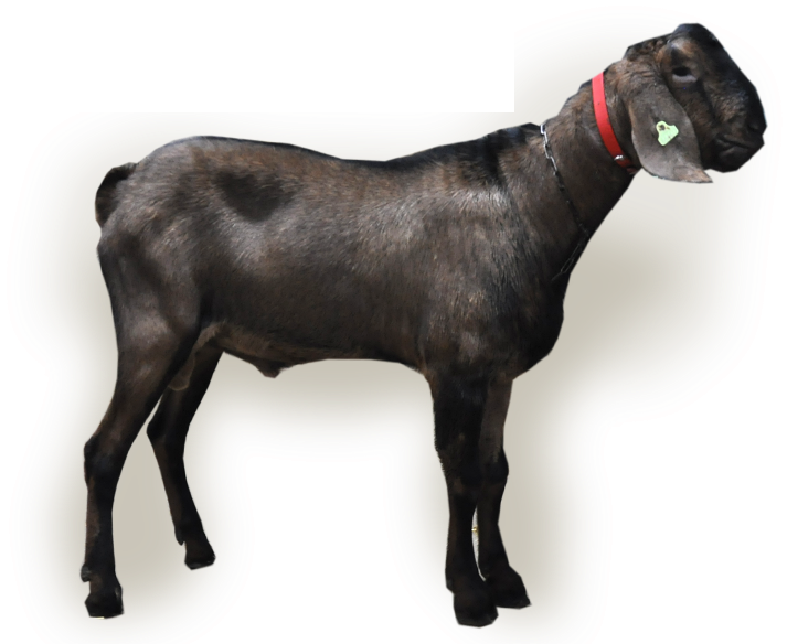 Buck Information - Sheep (800x600), Png Download