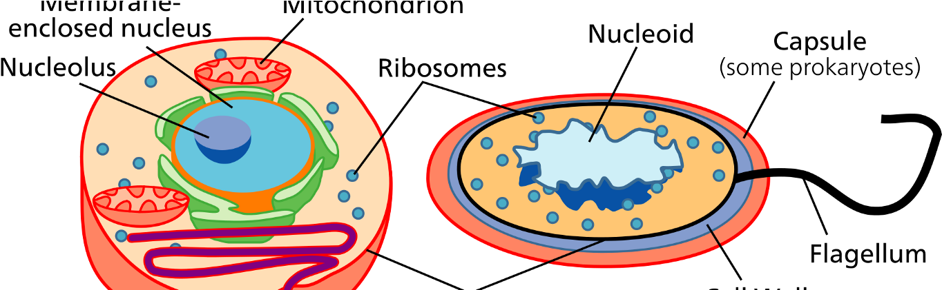 Reinterpreting Data As Signal - Eukaryote Og Prokaryote Celler (1400x420), Png Download